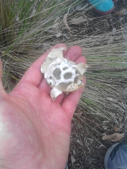 Ileodictyon cibarium