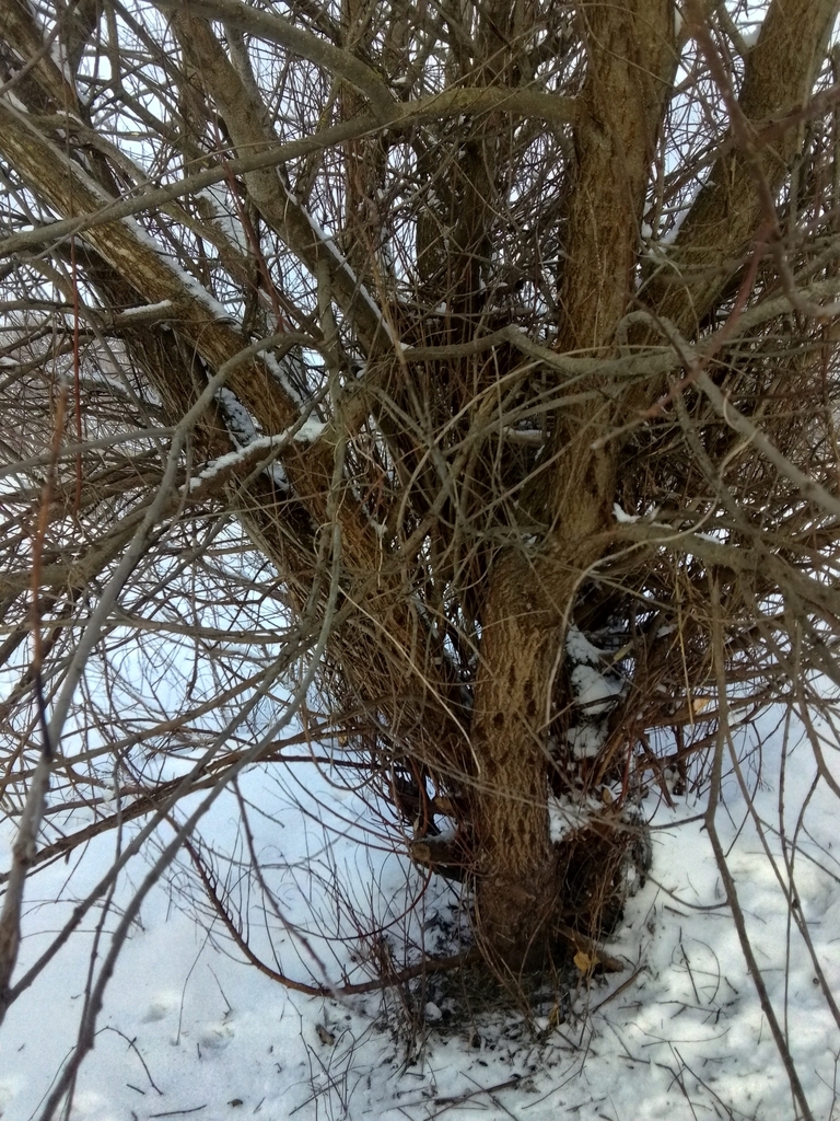 Birds from Новгородская обл., Россия, 173526 on January 14, 2024 at 01: ...