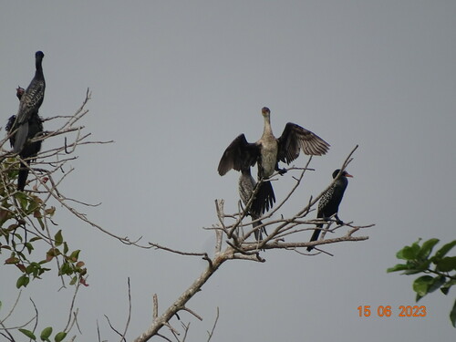 Reed Cormorant