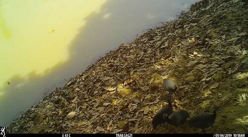 Helmeted Guineafowl
