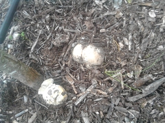 Ileodictyon cibarium