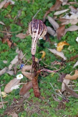 Arisaema nepenthoides