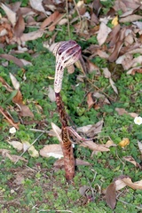 Arisaema nepenthoides