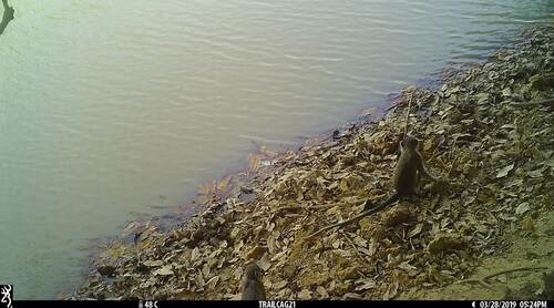 Tantalus Monkey
