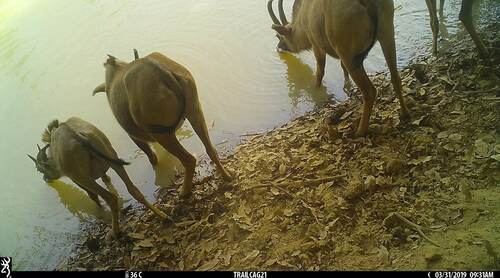 Western Roan Antelope