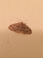 Idaea bonifata
