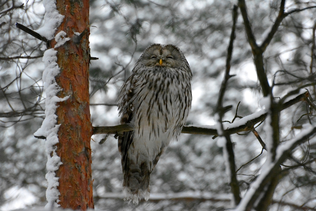 Ural Owl In January 2024 By INaturalist   Large 