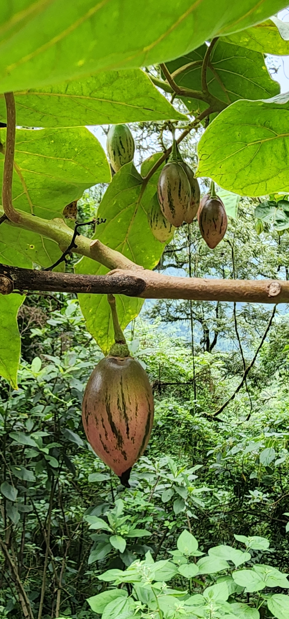 Imagem de Tomate de árvore