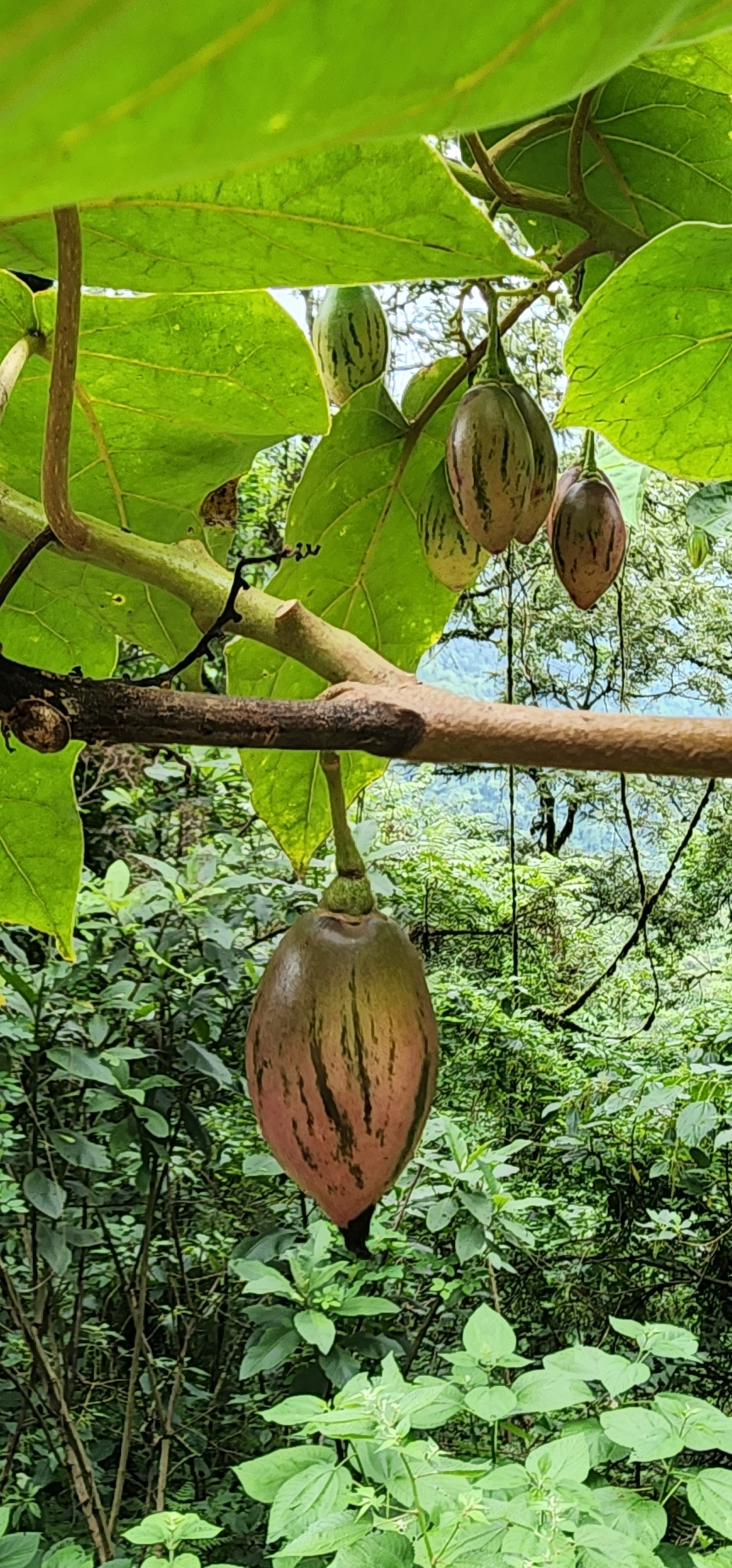 Imagem de Tomate de árvore