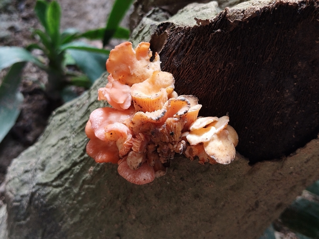 Pleurotus djamor · January 2024 · photo: © pablocauapc (iNaturalist, cc-by)