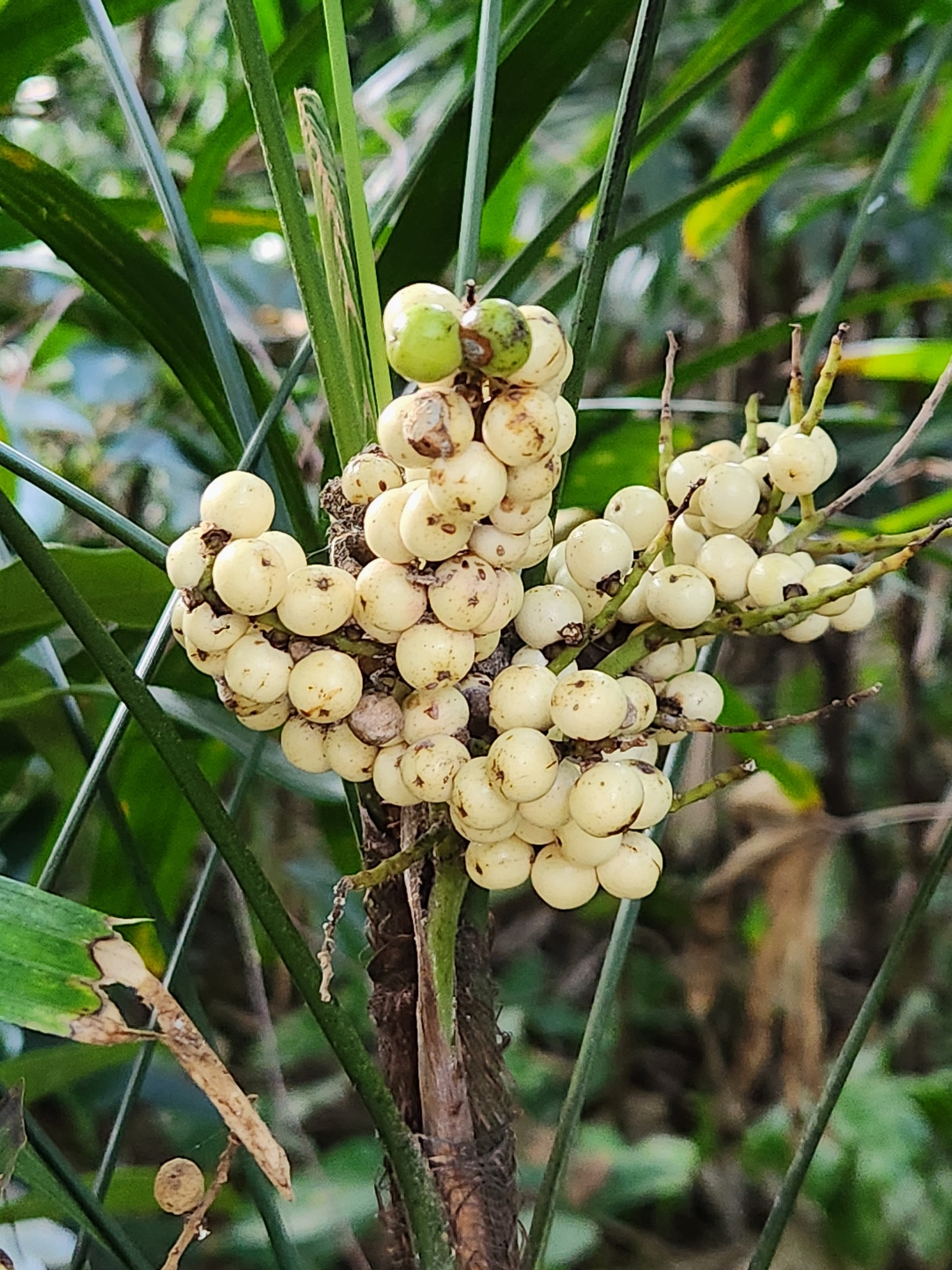 Imagem de Palmeira-ráfis