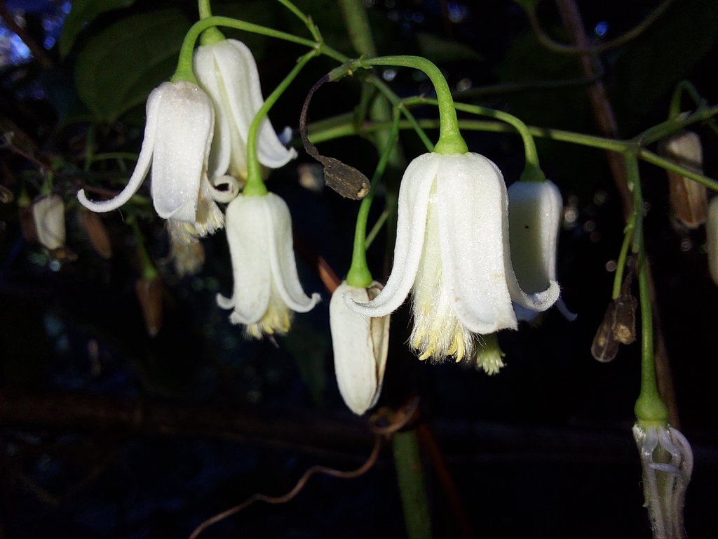 Clematis acuminata