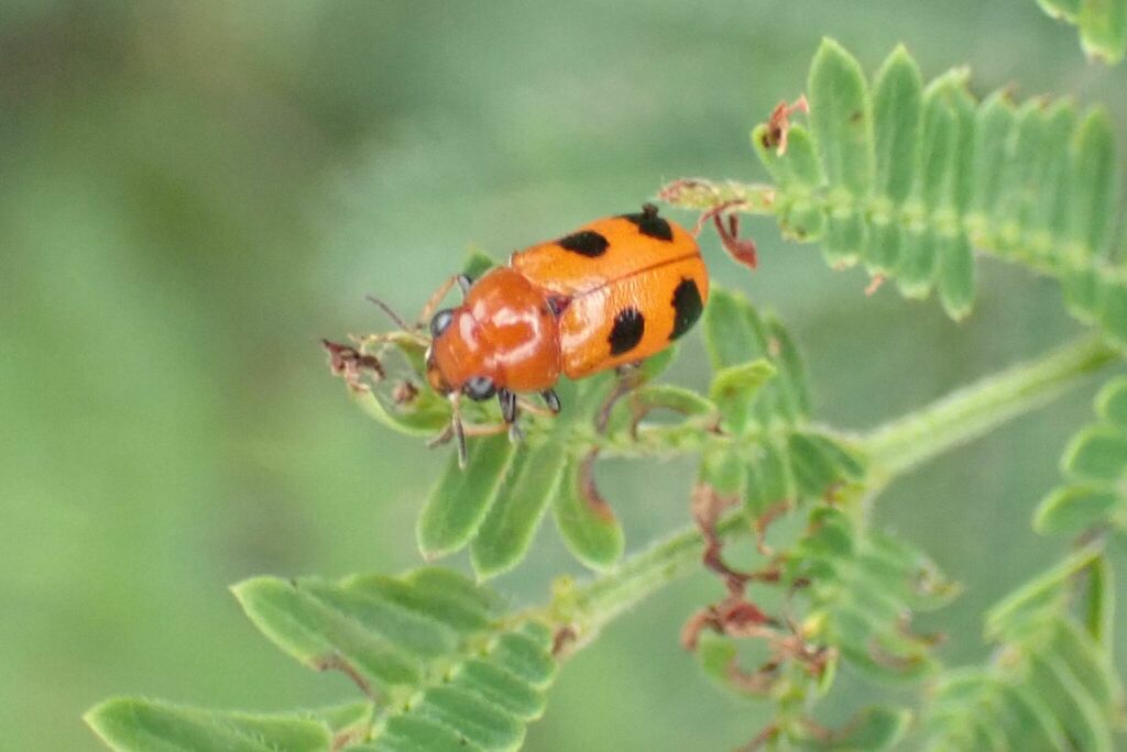 Clytrini from Mhlatikop Trail, Malelane, South Africa on January 13 ...