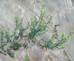 Galium angustifolium