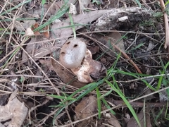 Myriostoma australianum