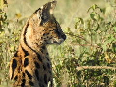 Leptailurus serval lipostictus