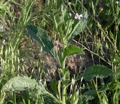 Helminthotheca echioides