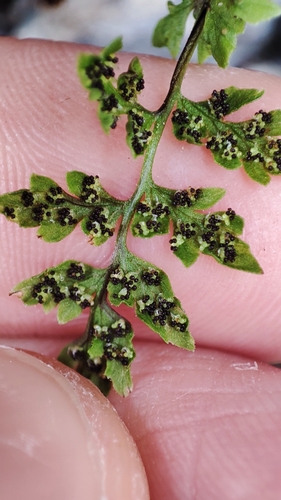 Cystopteris filix-fragilis iNat (1)