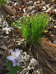 Trichophorum planifolium