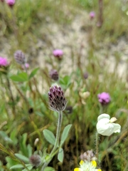 Trifolium albopurpureum