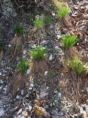 Trichophorum planifolium