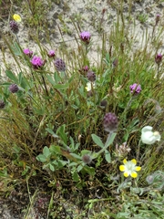 Trifolium albopurpureum