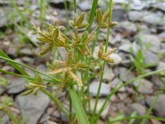Cyperus dentatus
