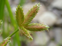 Cyperus dentatus