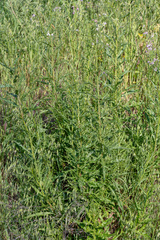 Malacothrix saxatilis