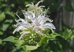 Monarda lindheimeri