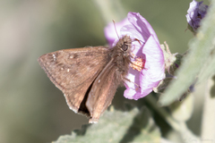Erynnis meridianus