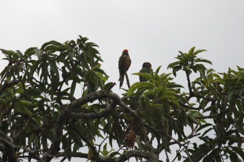 Golden-capped Parakeet (Aratinga auricapillus), photo 10