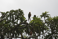 Golden-capped Parakeet