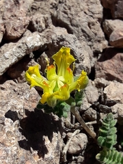 Loasa sigmoidea