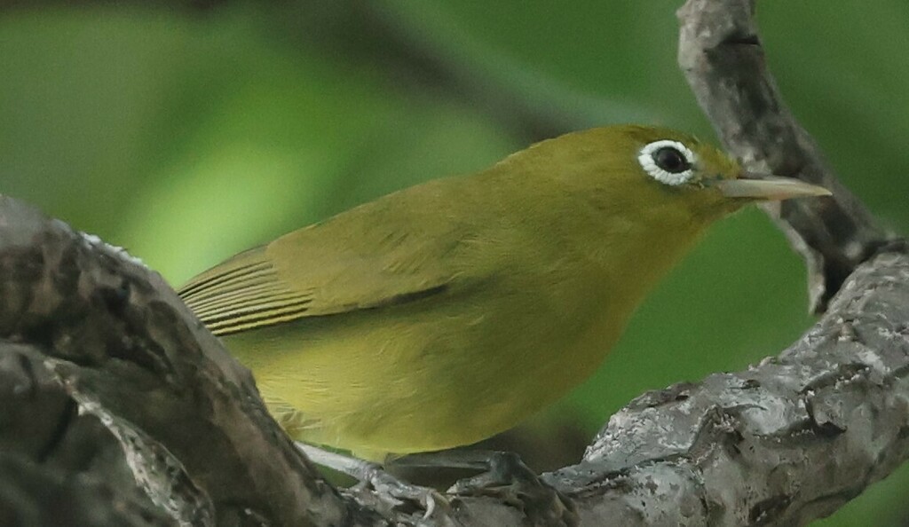 Louisiade White-eye (Zosterops griseotinctus) photo