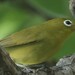 Louisiade White-Eye - Photo (c) peter maaskant, some rights reserved (CC BY-NC), uploaded by peter maaskant