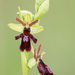 Ophrys × hybrida - Photo (c) Thierry Arbault, alguns direitos reservados (CC BY), uploaded by Thierry Arbault