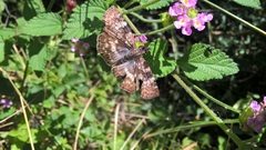 Chiomara asychis