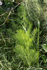Foeniculum vulgare
