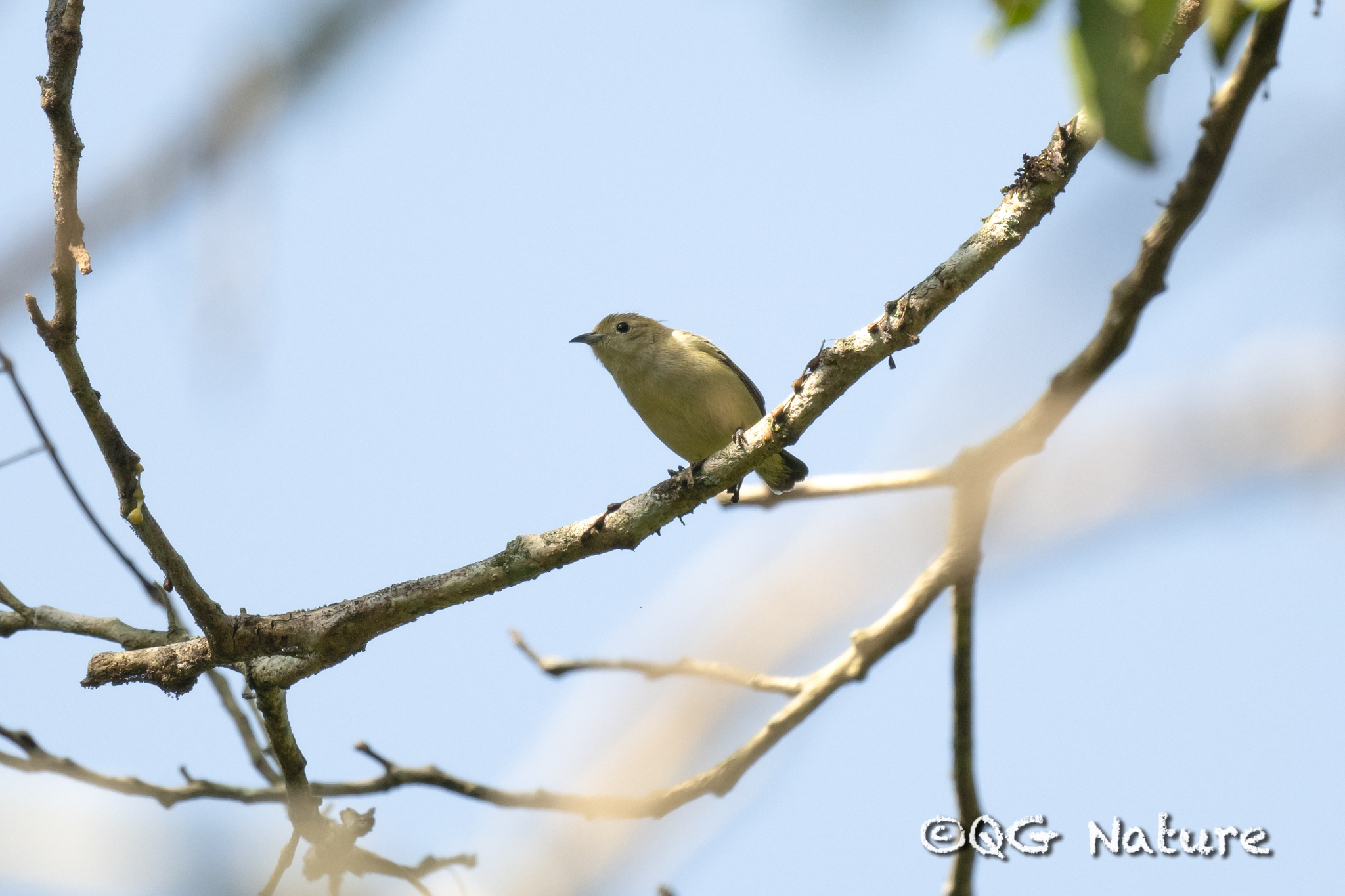 Plain Flowerpecker