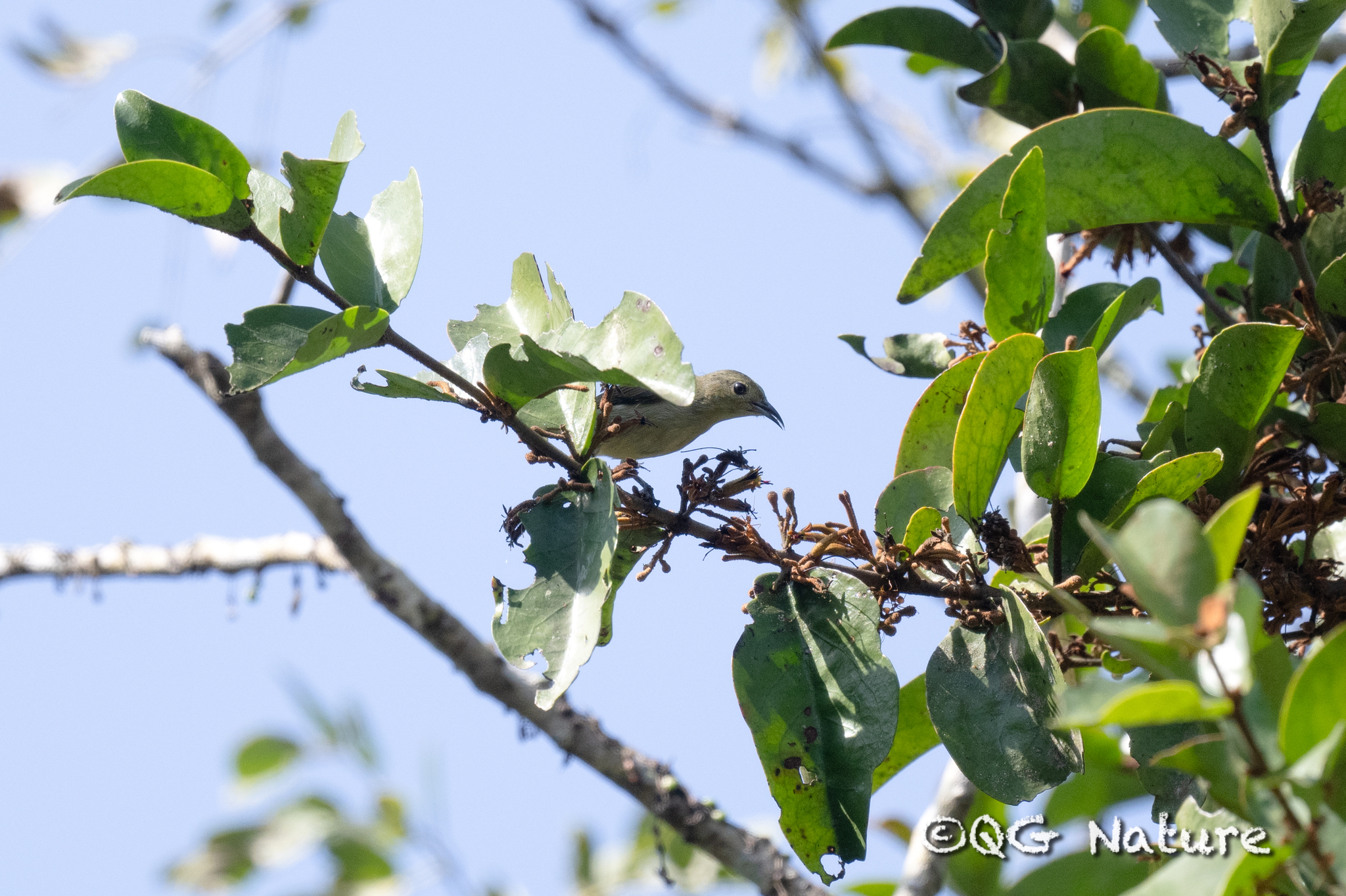 Plain Flowerpecker
