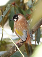 Trochalopteron affine