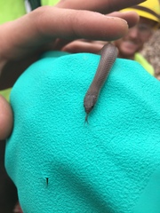 Virginia valeriae elegans