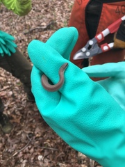 Virginia valeriae elegans