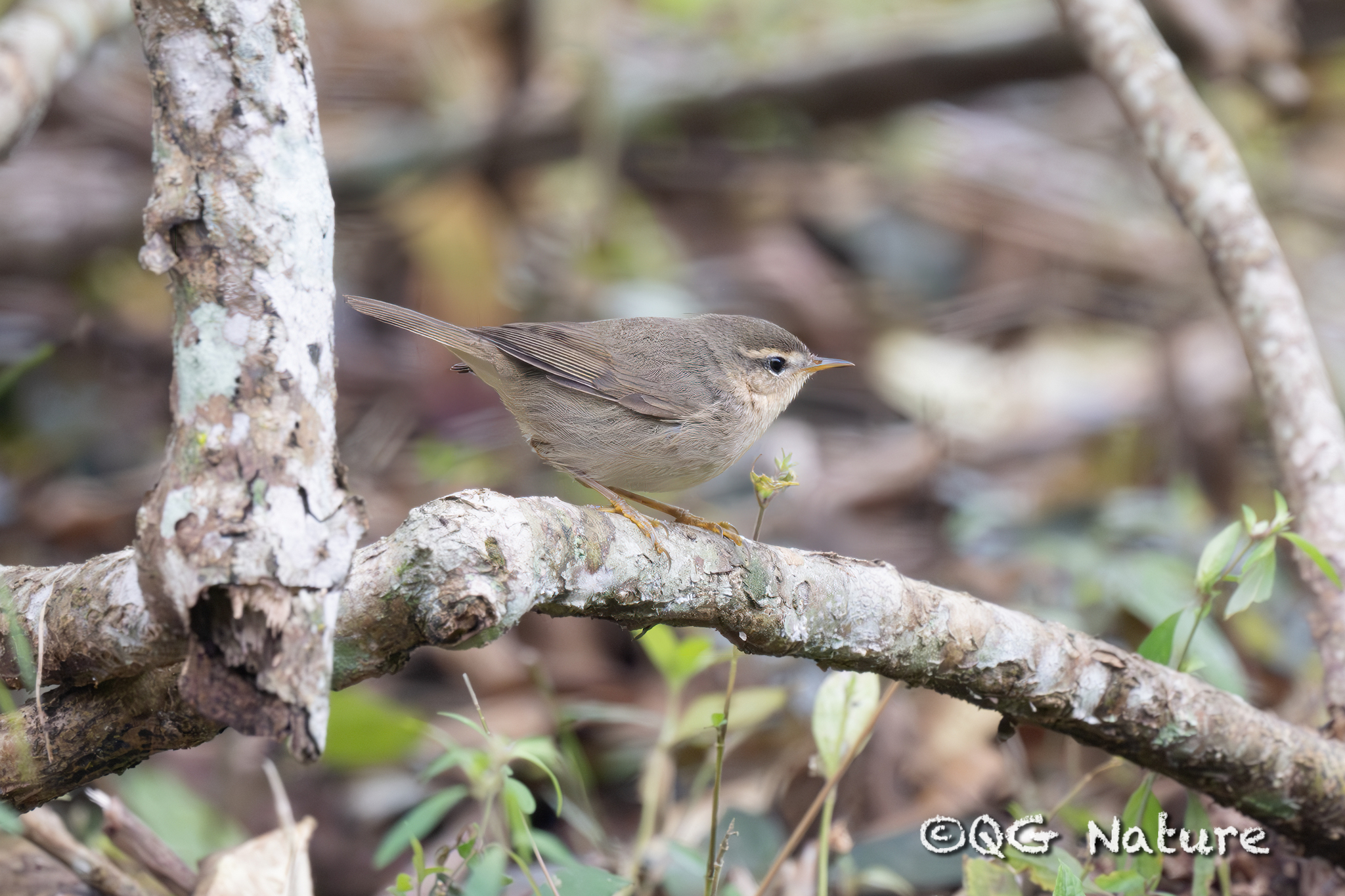 Dusky Warbler