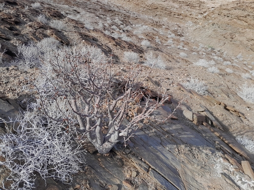 Commiphora saxicola
