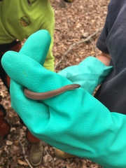 Virginia valeriae elegans