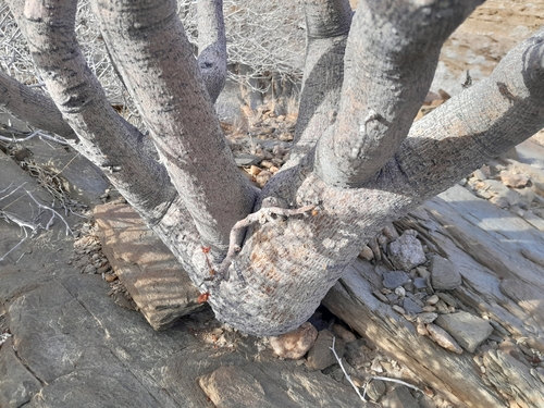 Commiphora saxicola