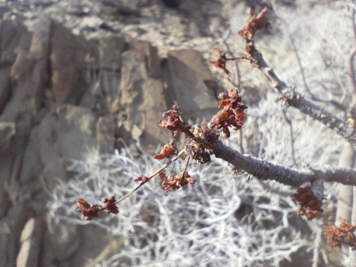 Commiphora saxicola