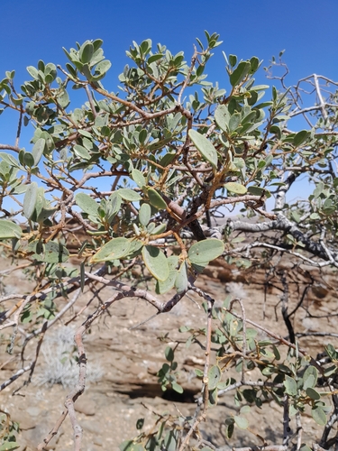 Image of Maerua schinzii by no rights reserved